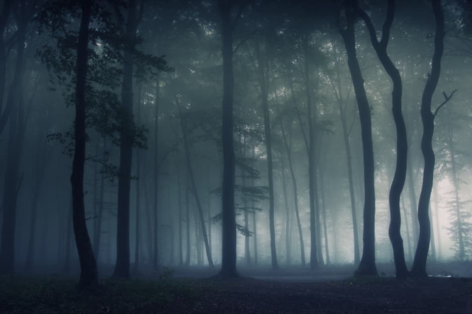 Mysterious Misty Forest by PhotoCosma — canvas wall art