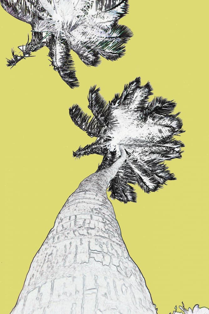 Tall Palm Yellow Sky by Santhosh ch — canvas wall art