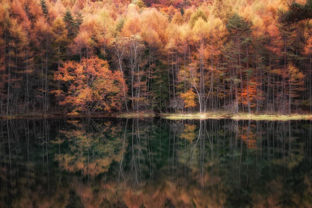 Autumn Forest Reflection by Daiki Suzuki — canvas wall art