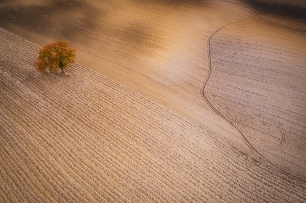 Golden Field Autumn Tree by Luigi Ruoppolo — canvas wall art