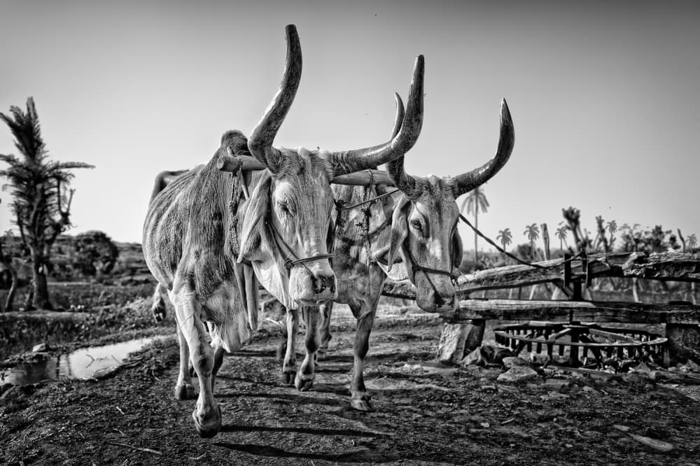 Powerful Farm Oxen by Piet Flour — canvas wall art