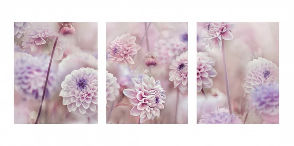 Blushing Dahlia Blooms by Jacky Parker — canvas wall art