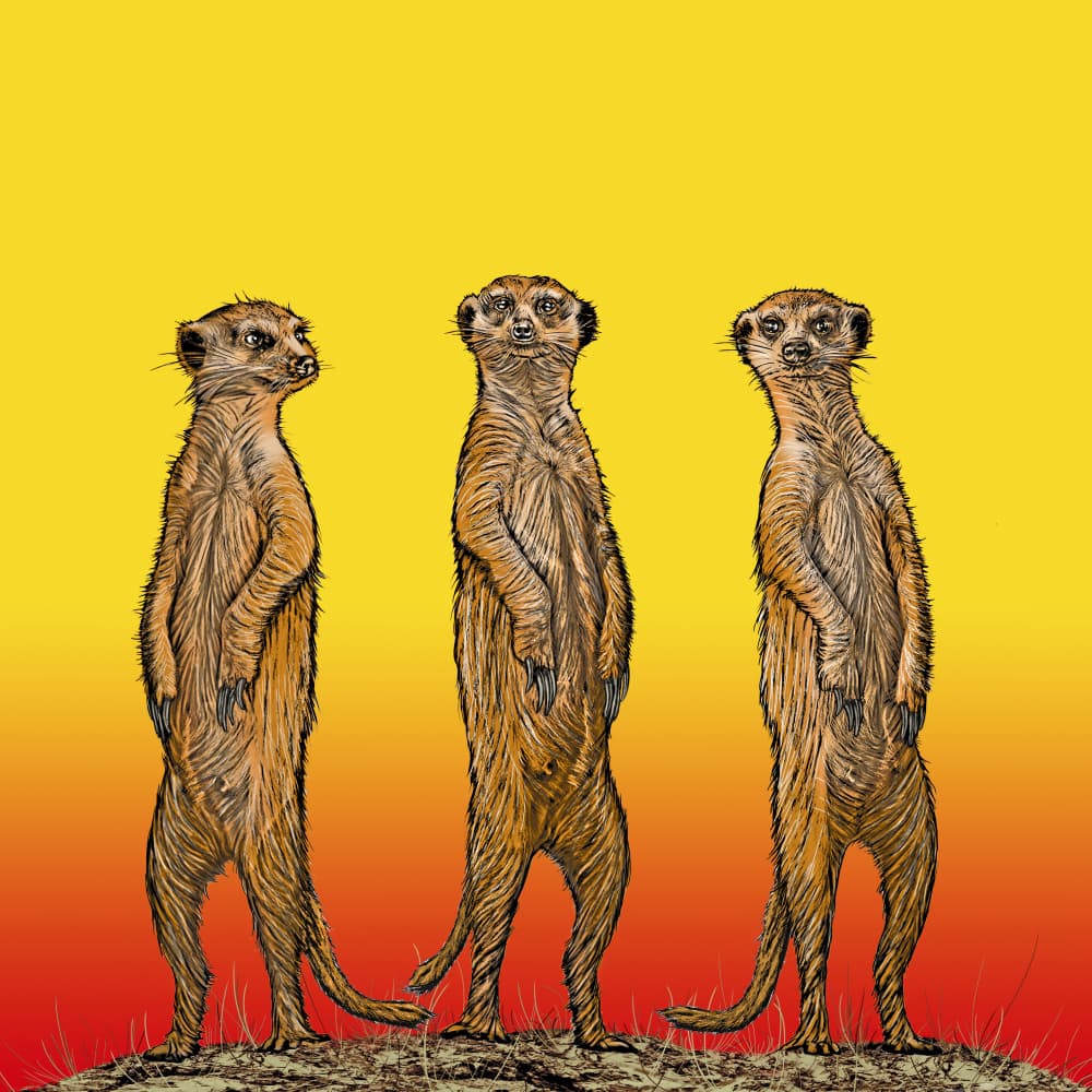 African Meerkat Trio by Carlo Kaminski — canvas wall art