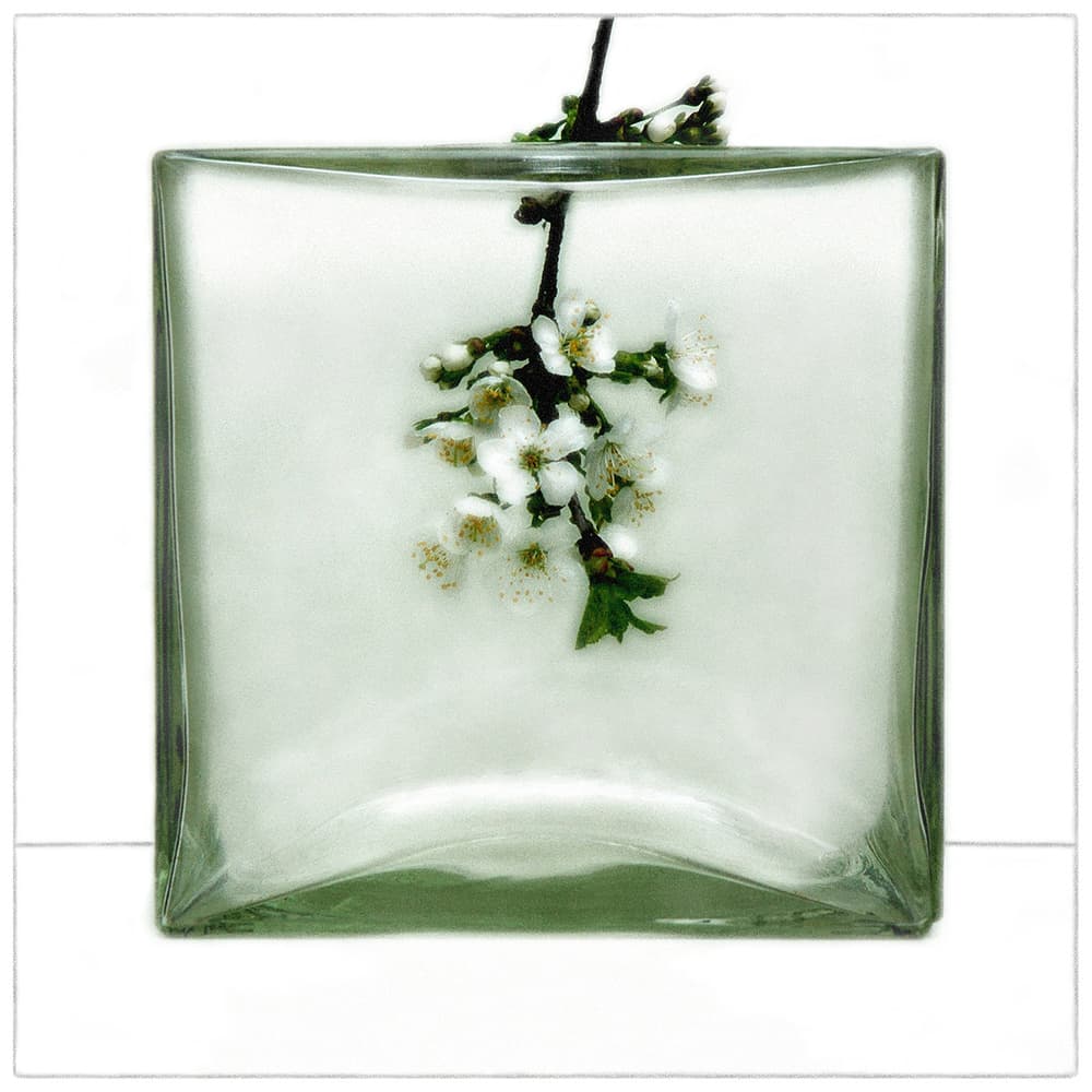 Cherry Blossoms In Glass by Huib Limberg — canvas wall art