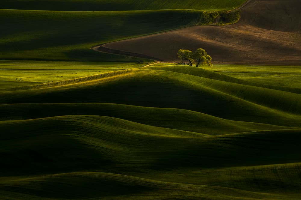 Green Hills Golden Light by Lydia Jacobs — canvas wall art