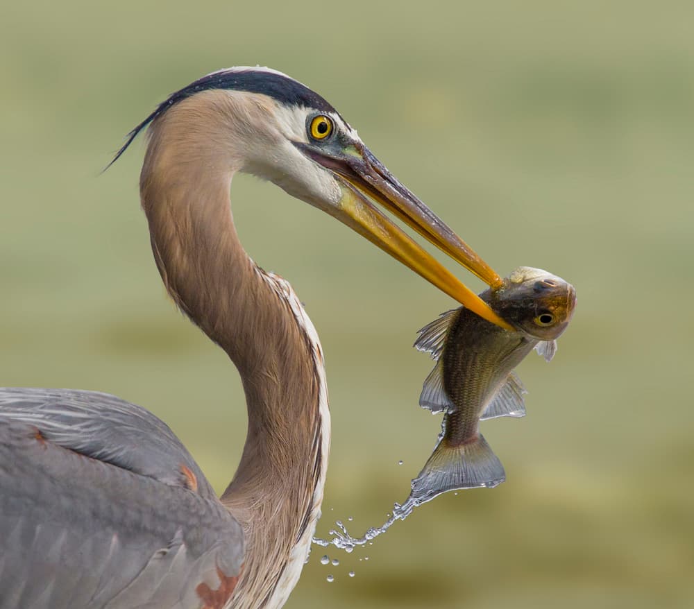 Great Blue Catch by Mountain Cloud — canvas wall art