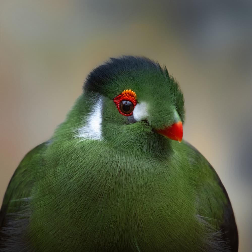 Vibrant Green Bird by Mathilde Guillemot — canvas wall art