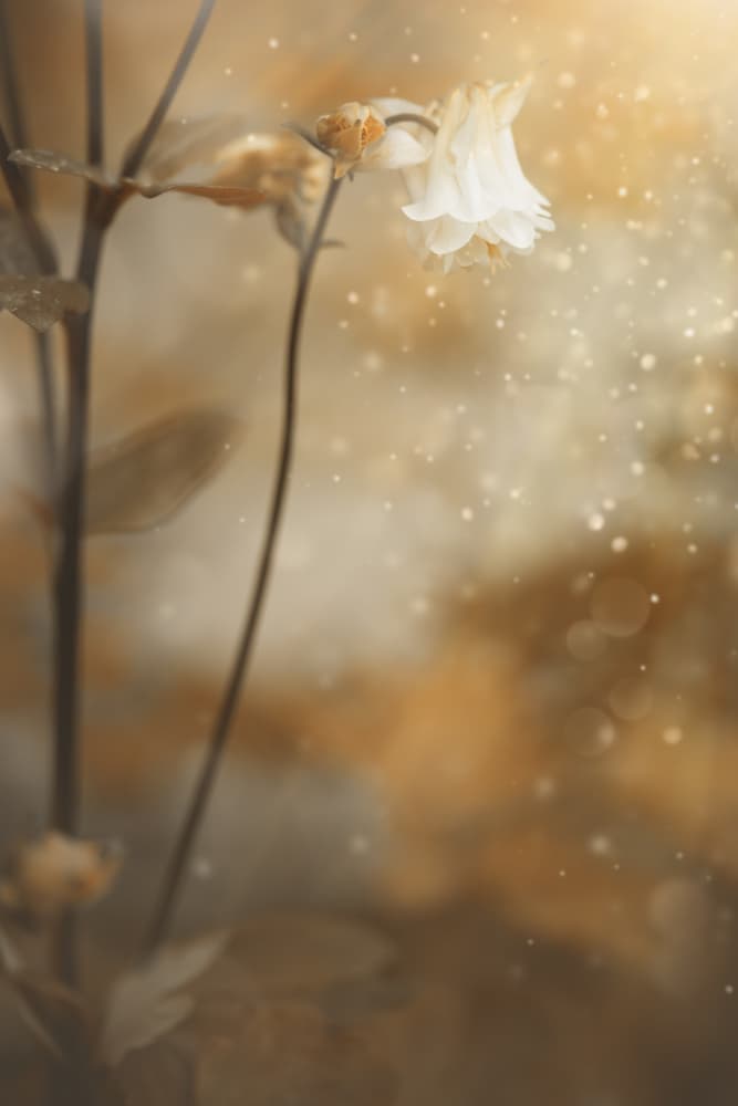 Delicate Golden Bloom by Cicek Kiral — canvas wall art