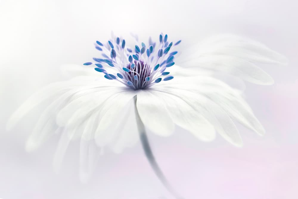 Ethereal White Flower by Jacky Parker — canvas wall art
