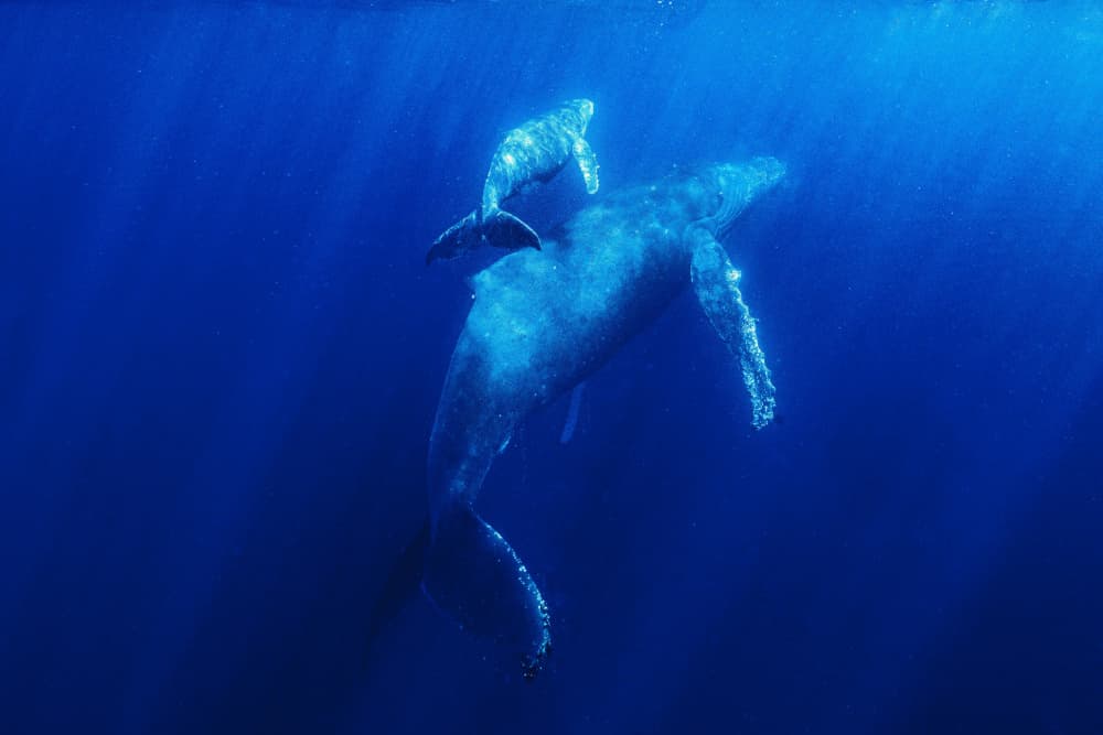 Humpback Mother and Calf by Serge Melesan — canvas wall art