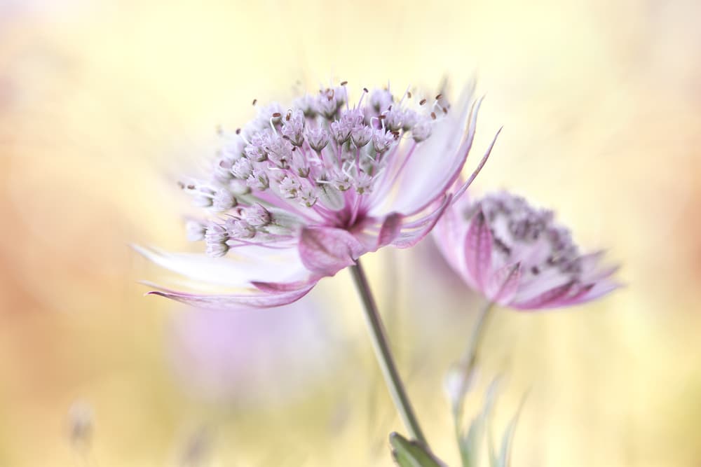 Pink Astrantia by Mandy Disher — canvas wall art