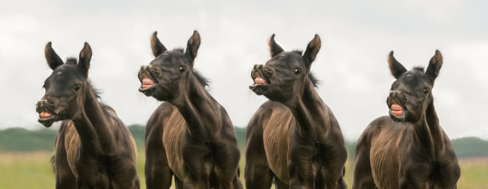 Laughing Foals by Celine Weerink — canvas wall art