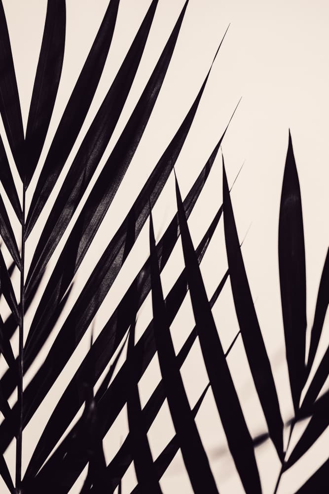 Tropical Shadow Play by Pictufy Studio III — canvas wall art