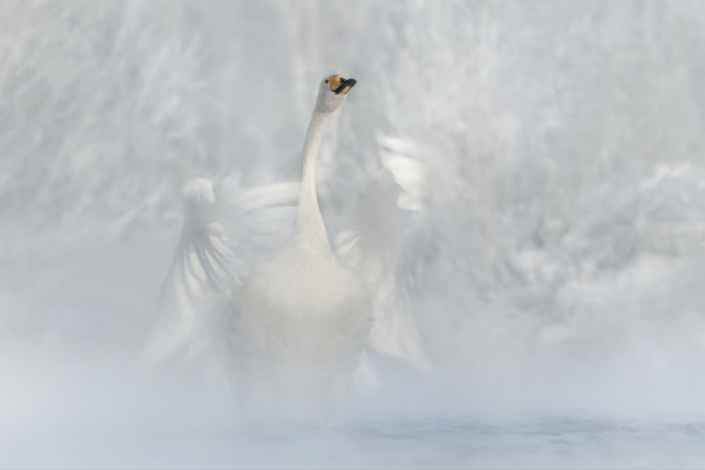 Misty Winter Swan by Olga Rudchenko — canvas wall art