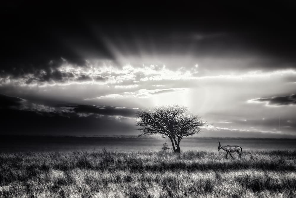 Antelope Under Sun Rays by Piet Flour — canvas wall art