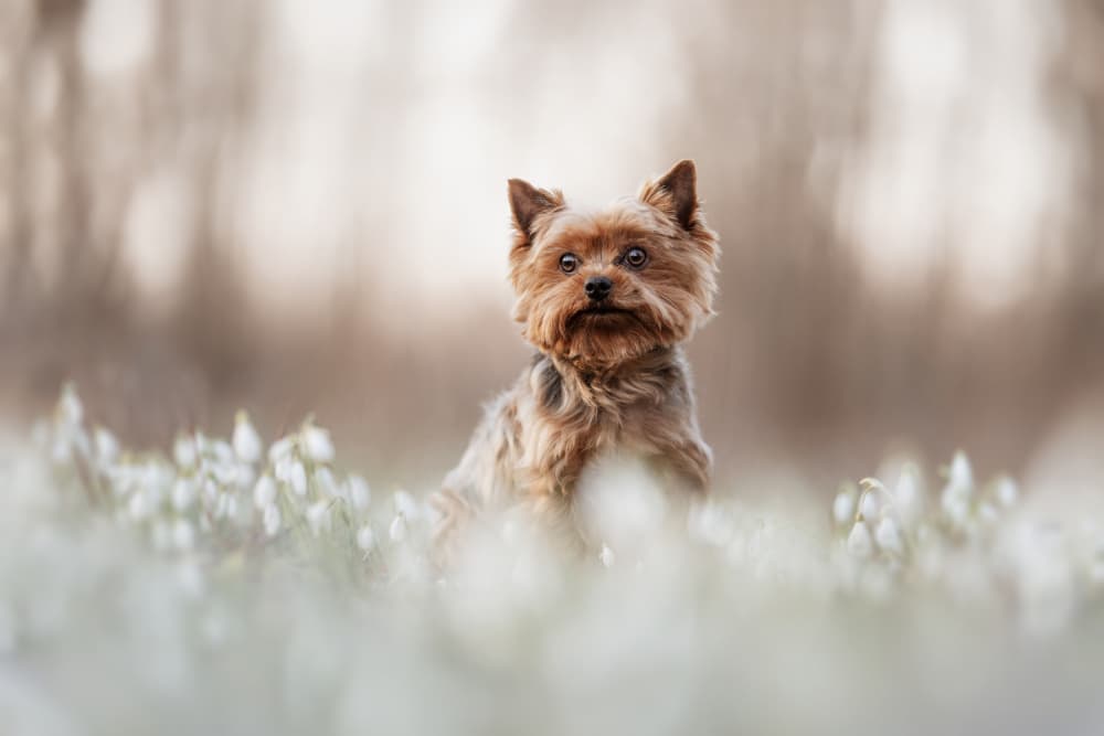 Yorkie In Snowdrops by Ve Shandor — canvas wall art