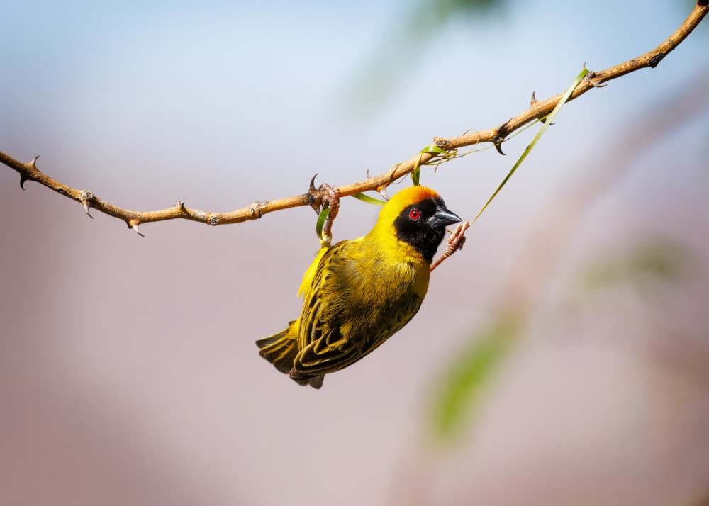 Yellow Weaver Bird Hanging by Dani BS. — canvas wall art