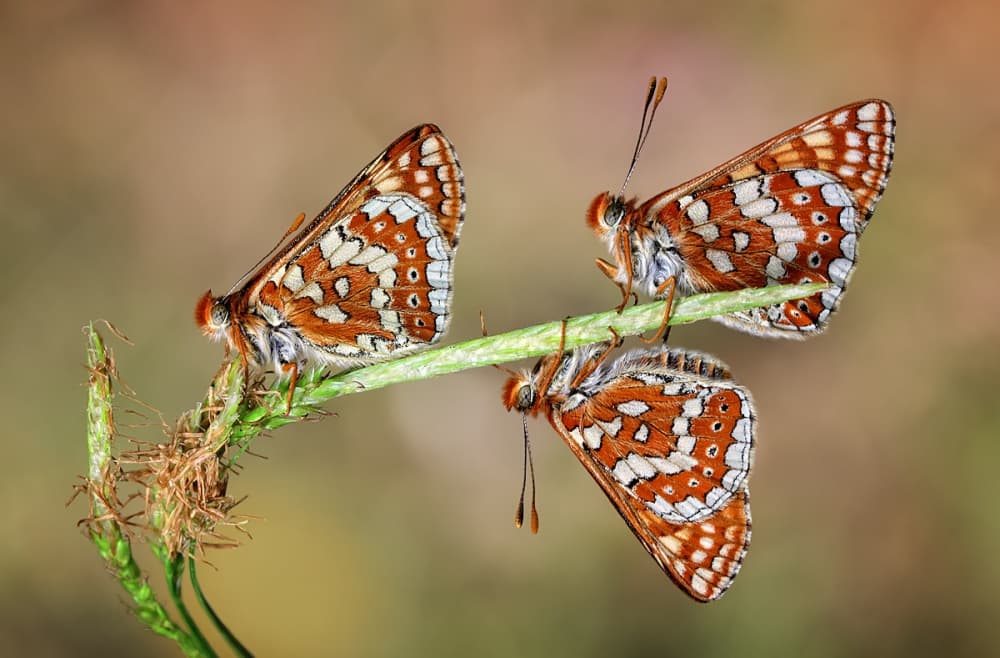 Three Delicate Butterflies by Jimmy Hoffman — canvas wall art