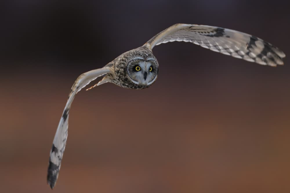 Focused Owl Flight by Gavin Lam — canvas wall art