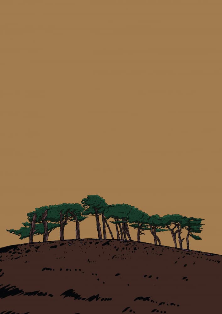 Graphic Hillside Pines by Nicholas — canvas wall art