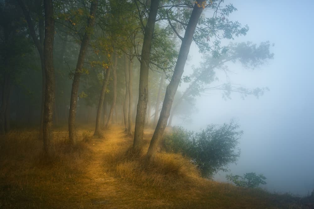 Misty Forest Path by Ionut Petrea — canvas wall art