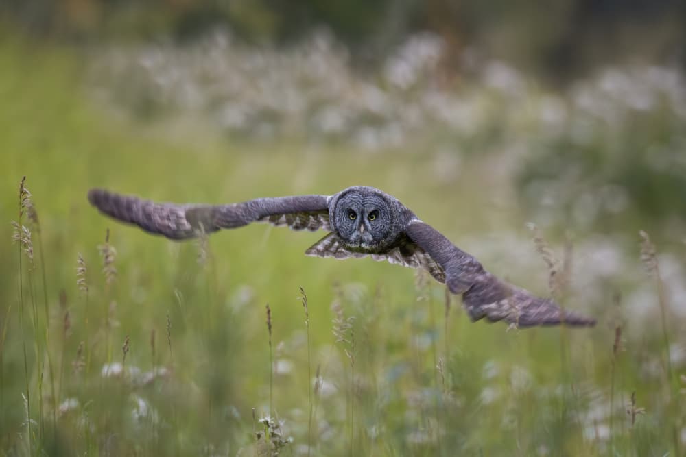 Flying Grey Owl Gaze by Max Wang — canvas wall art