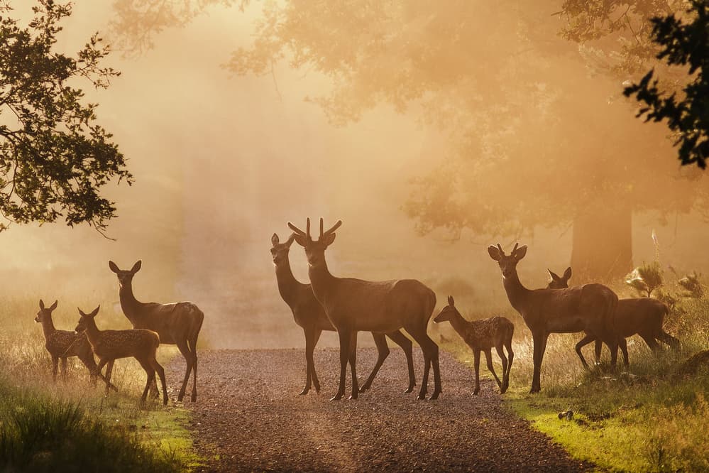 Misty Forest Deer by Jaap van den Helm — canvas wall art
