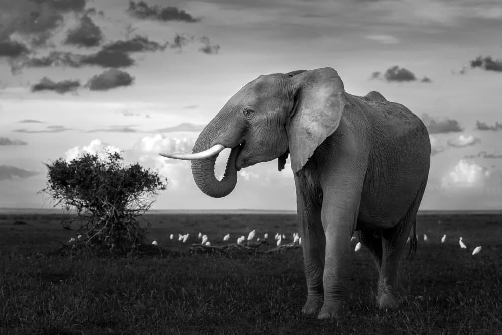 Majestic African Elephant by Ahmed Sobhi — canvas wall art