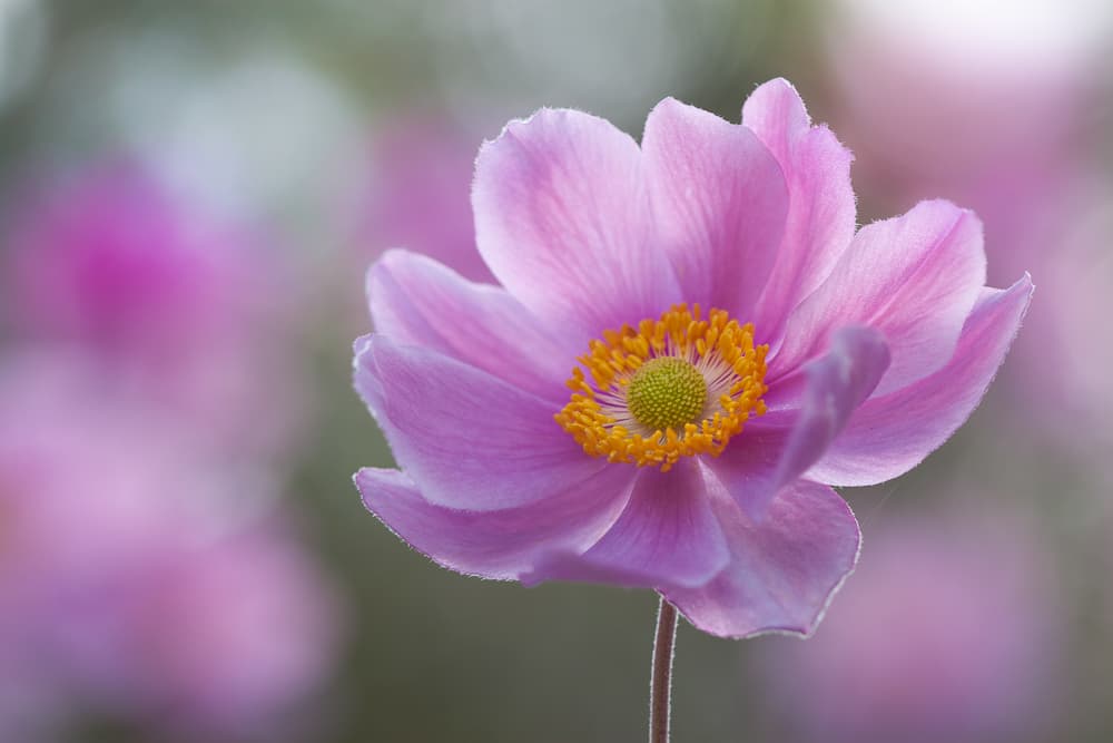 Delicate Pink Bloom by Steve Moore — canvas wall art