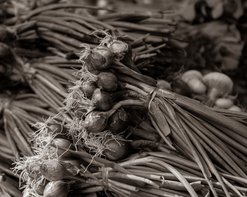 Market Onion Bundles by Crystal Lynn Collins — canvas wall art