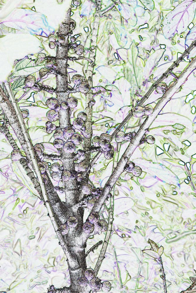 Tropical Fruit Sketch by Santhosh ch — canvas wall art