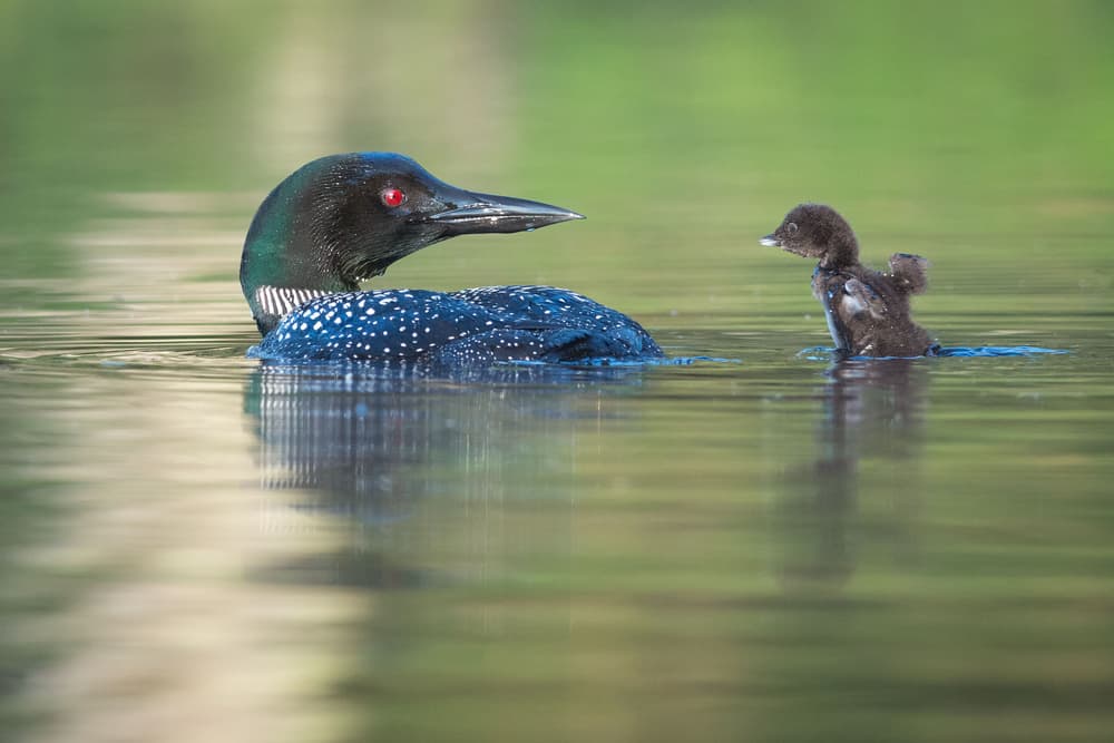 Loon Parent and Chick by Nick Kalathas — canvas wall art