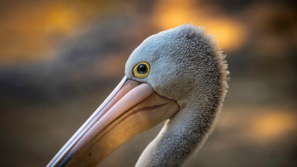 Golden Hour Pelican by Emanuel Papamanolis — canvas wall art