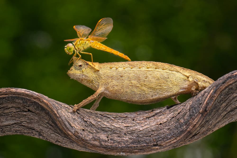 Chameleon and Dragonfly by Ajar Setiadi — canvas wall art