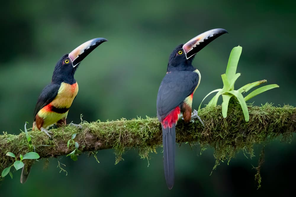 Vibrant Tropical Toucans by Renee Doyle — canvas wall art