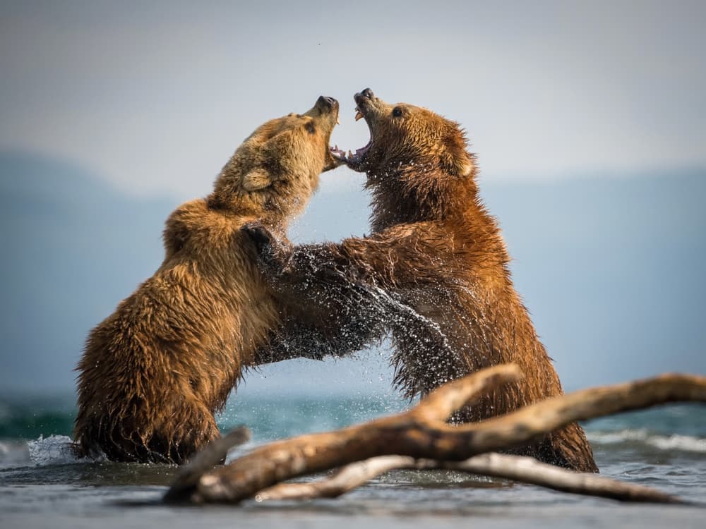 Powerful Bear Fight by Petr Simon — canvas wall art