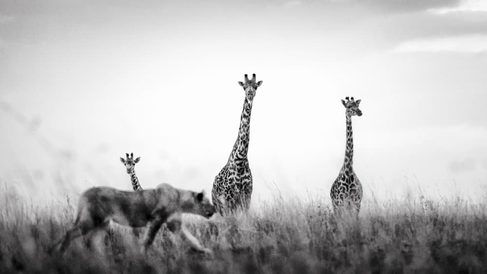 Giraffes and Hunter by Husain Alfraid — canvas wall art