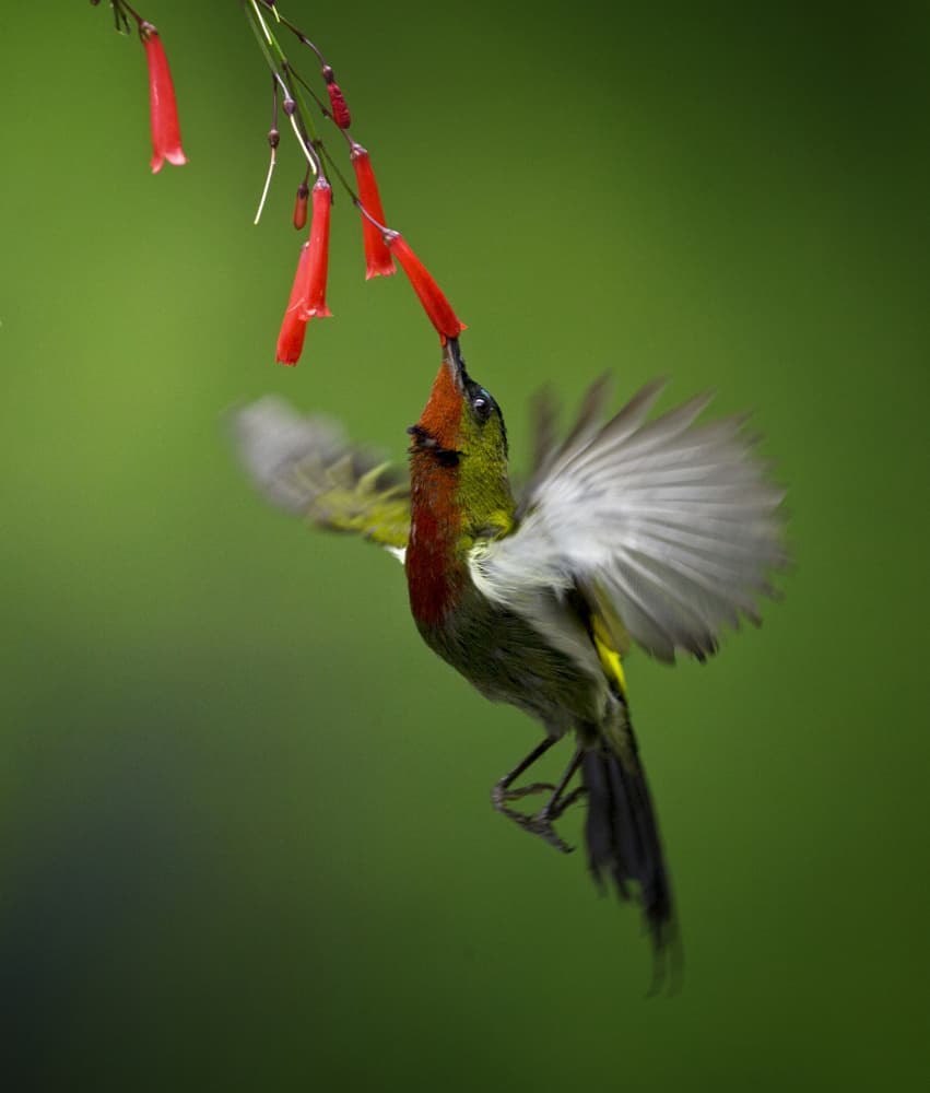 Vibrant Hummingbird Nectar by Angela Muliani Hartojo — canvas wall art