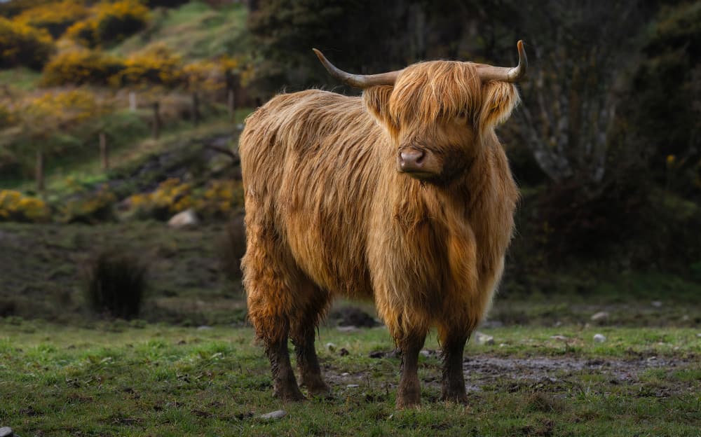 Majestic Highland Cow by Emanuel Papamanolis — canvas wall art