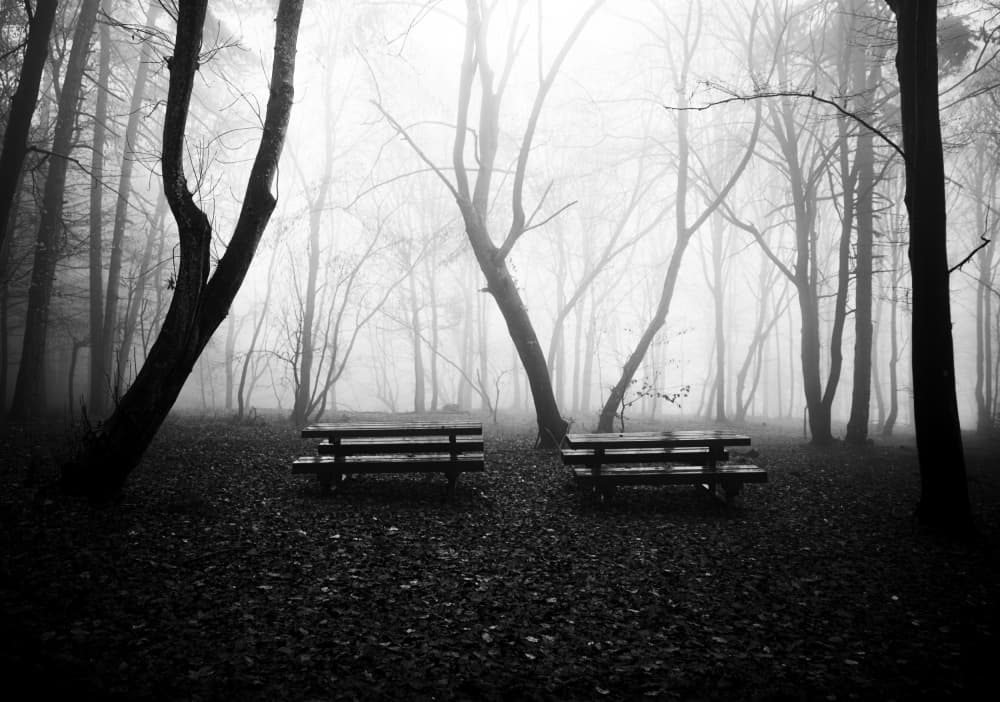 Foggy Forest Benches by Julien Oncete — canvas wall art