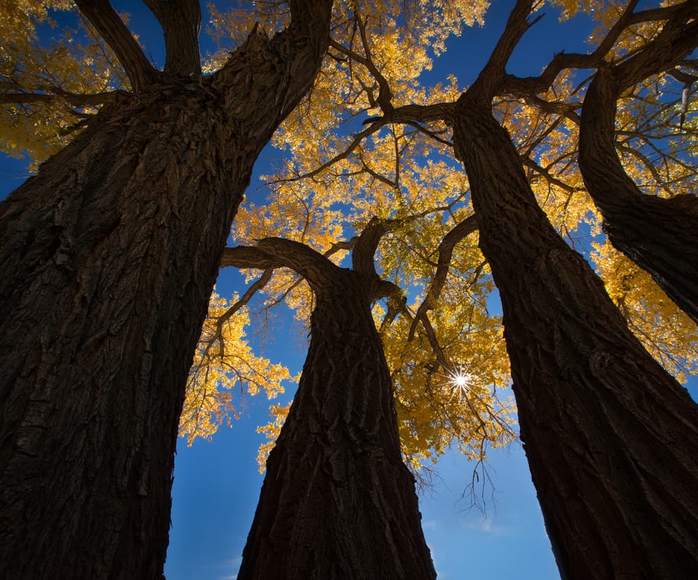 Golden Autumn Trees by Shenshen Dou — canvas wall art