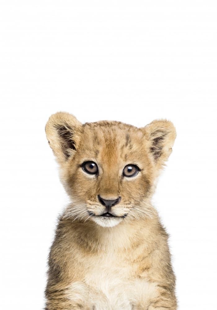 Baby Lion by Kathrin Pienaar — canvas wall art