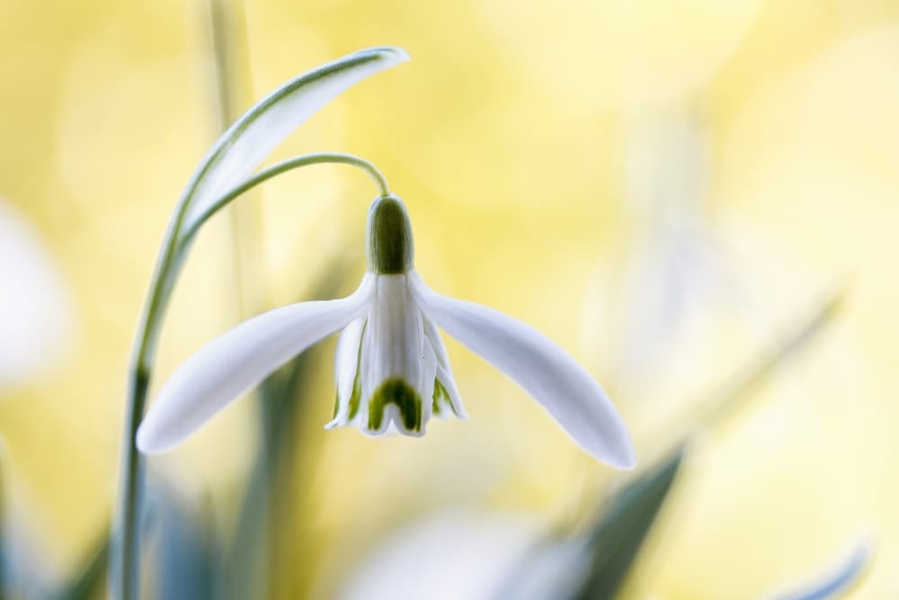 Snowdrops by Mandy Disher — canvas wall art