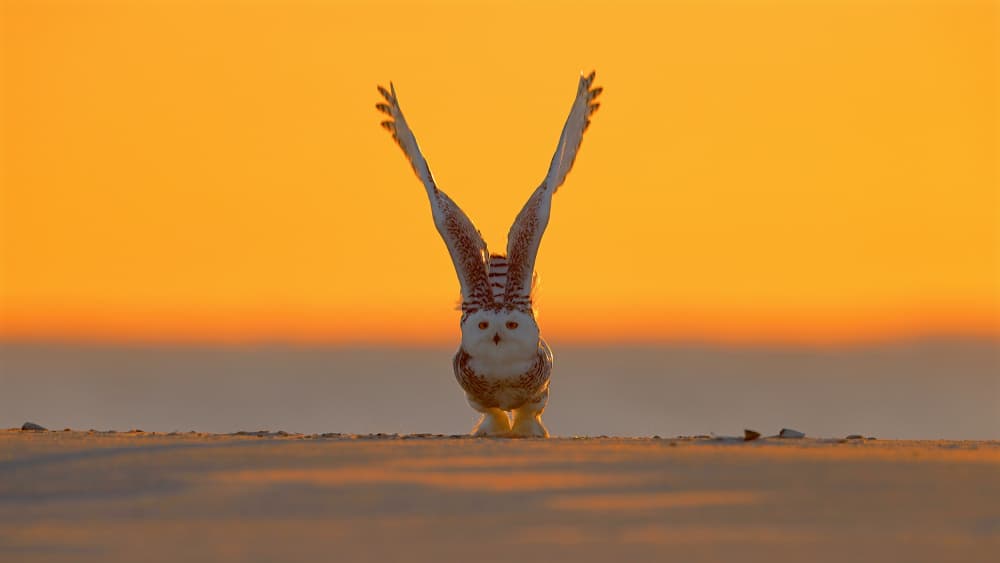 Snowy Owl Golden Hour by Gavin Lam — canvas wall art