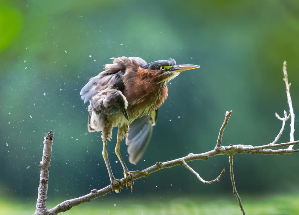 Heron Shakes Feathers by Kevin Wang — canvas wall art