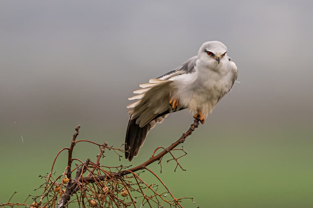 Watchful White Kite by Eldad Levin — canvas wall art