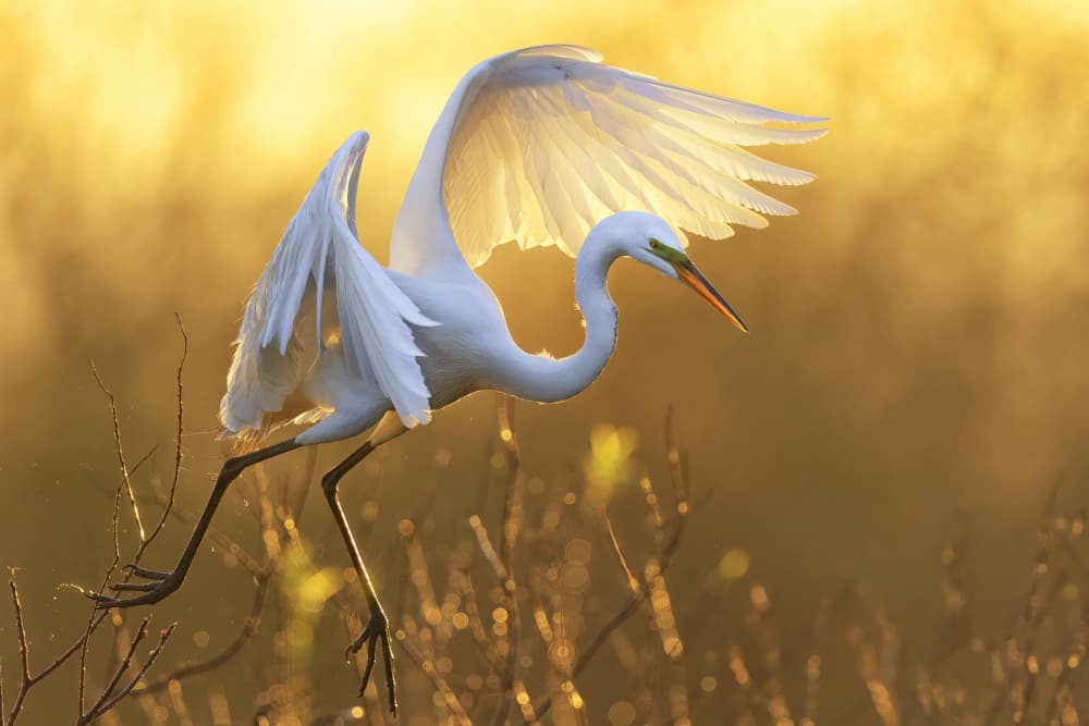 Golden Hour Egret by Michael Zheng — canvas wall art