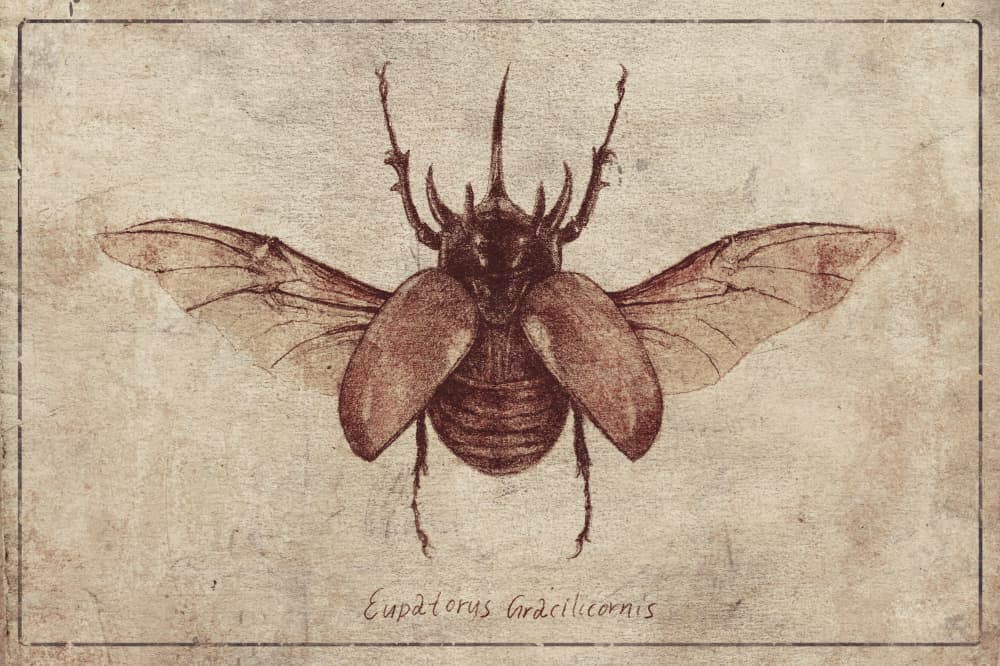 Eupatorus Gracilicornis Copy by Mike Koubou — canvas wall art