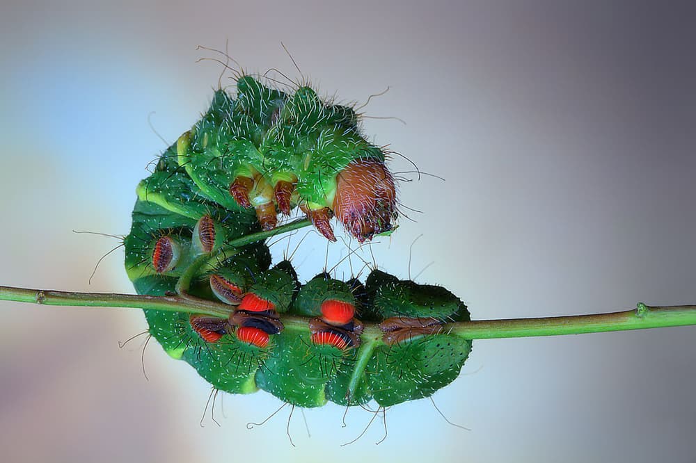 Vibrant Green Caterpillar by Jimmy Hoffman — canvas wall art