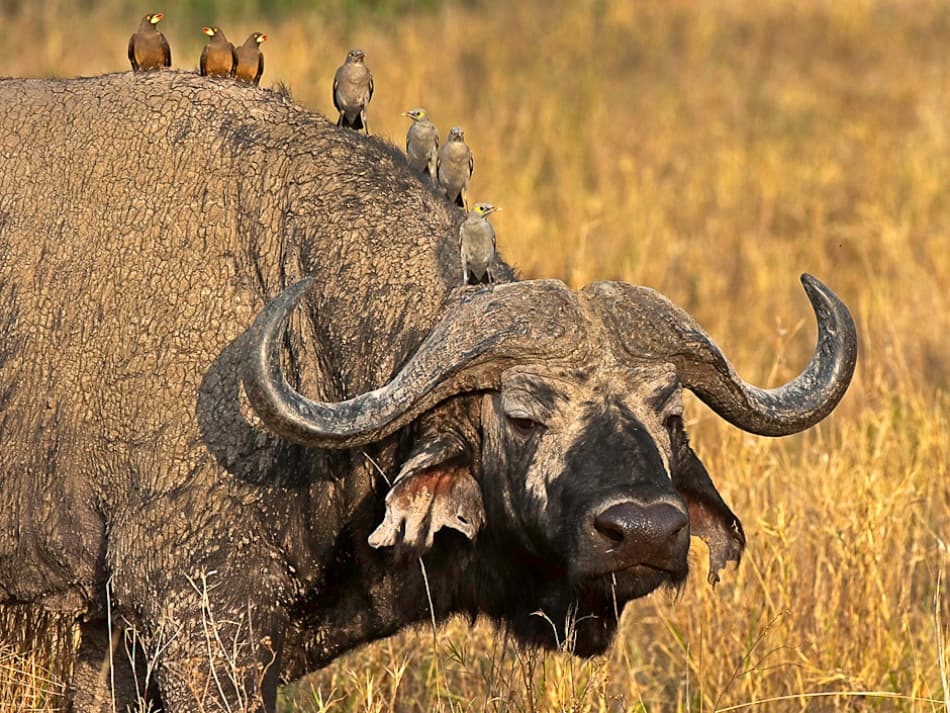 African Buffalo and Birds by Marc Pelissier — canvas wall art